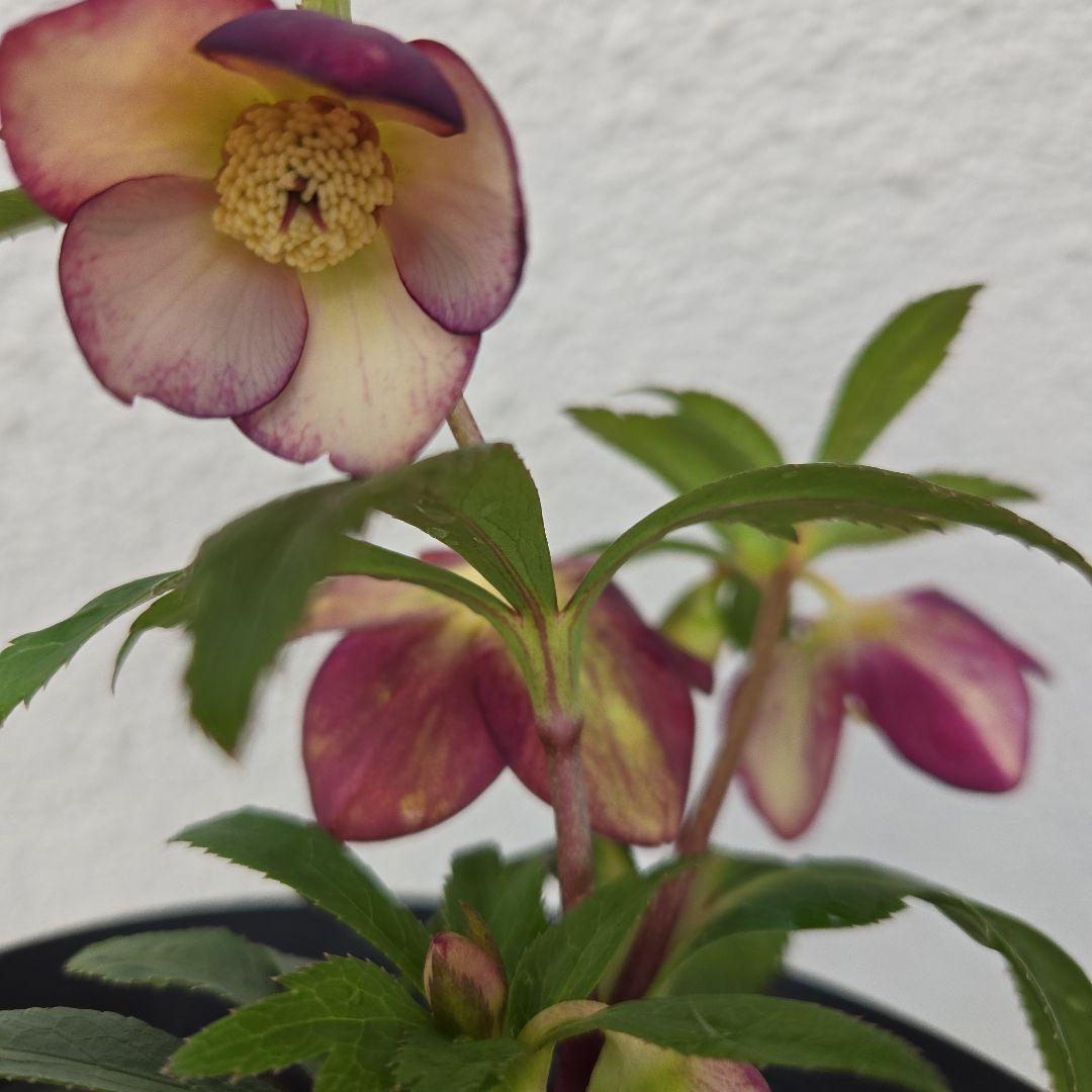 な*ず様 クリスマスロース株分け(大木ナーサリー フジタ交配) - メルカリ