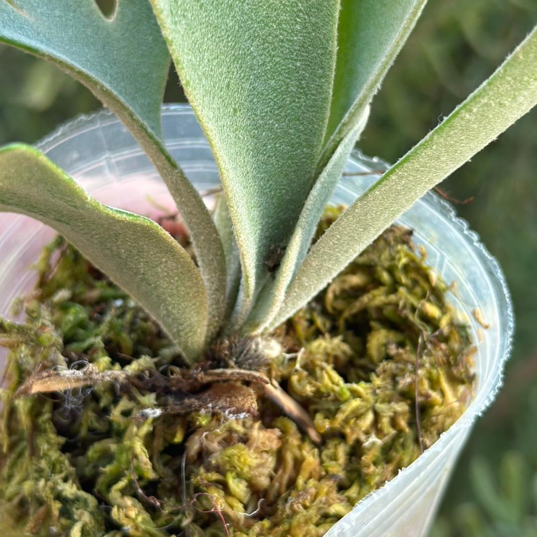 大きめ）P.willinckii 'Nano' spore 4901 - メルカリ