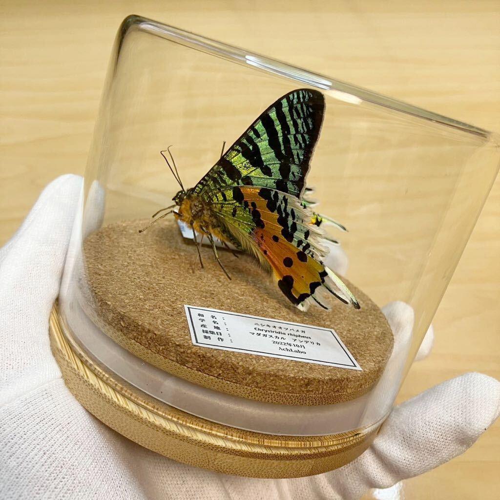 昆虫標本】ニシキオオツバメガ ガラスケース入り - メルカリ