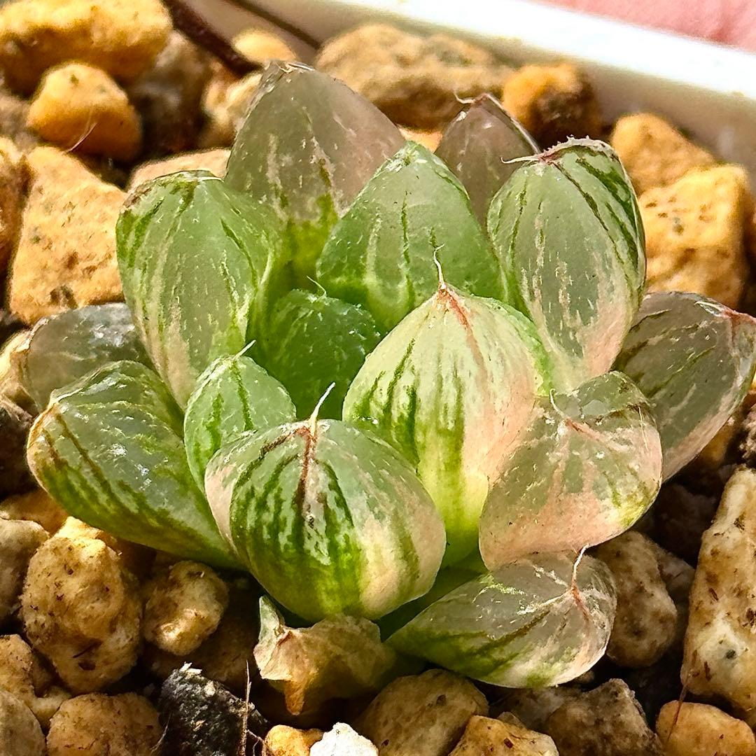 雪花オブツーサ錦 超美株 ハオルチア 観葉植物 60 - メルカリ