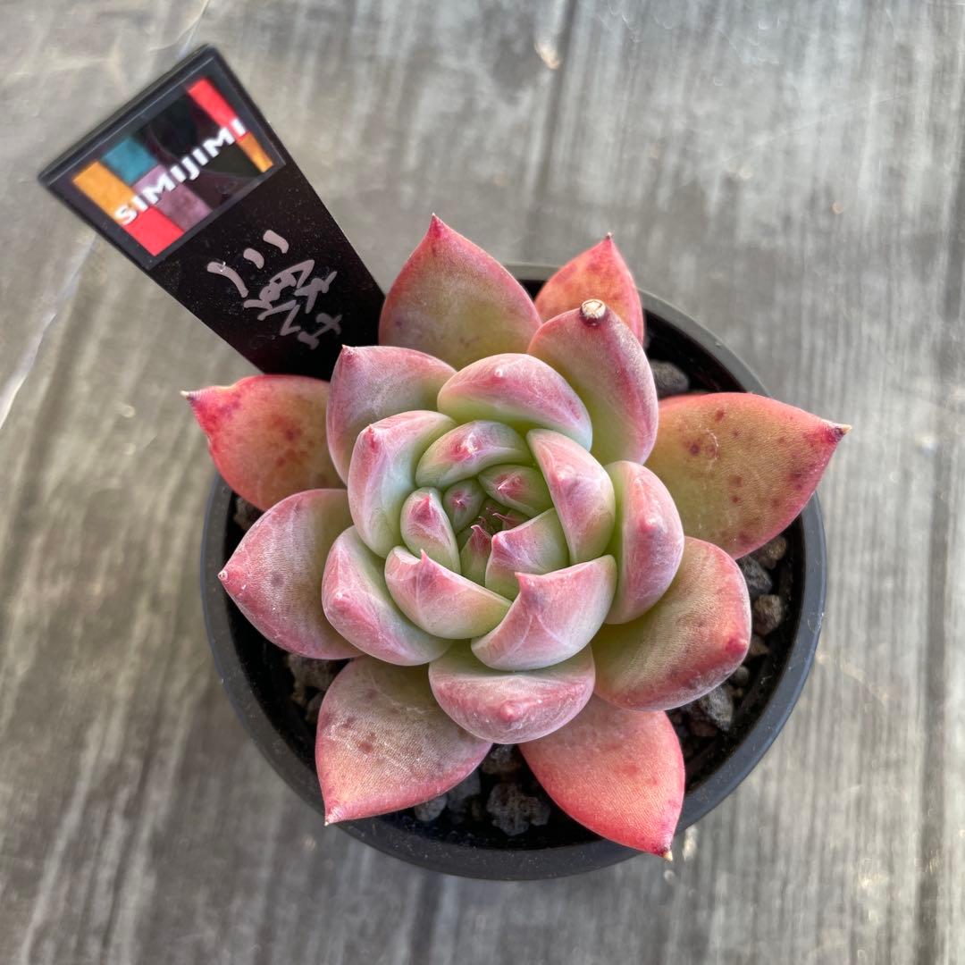 simijimi苗　命名苗　三銃士