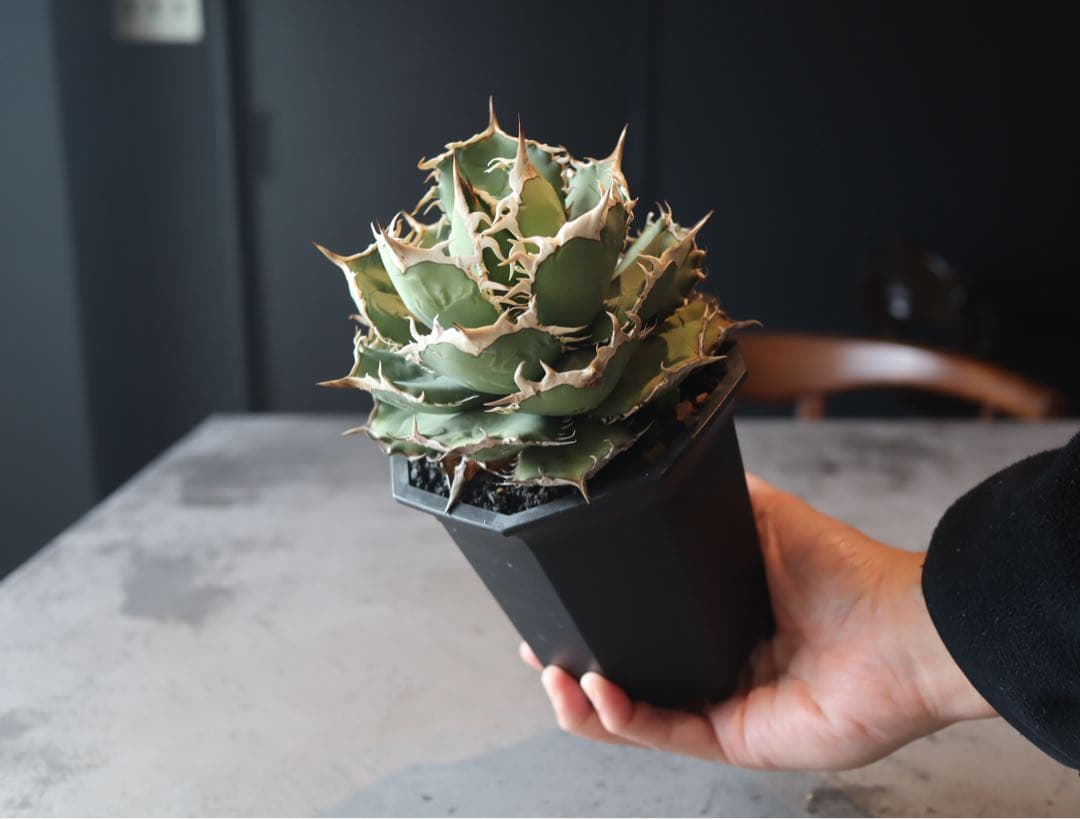 値下げ　大株　アガベ　チタノタ　ノーネーム