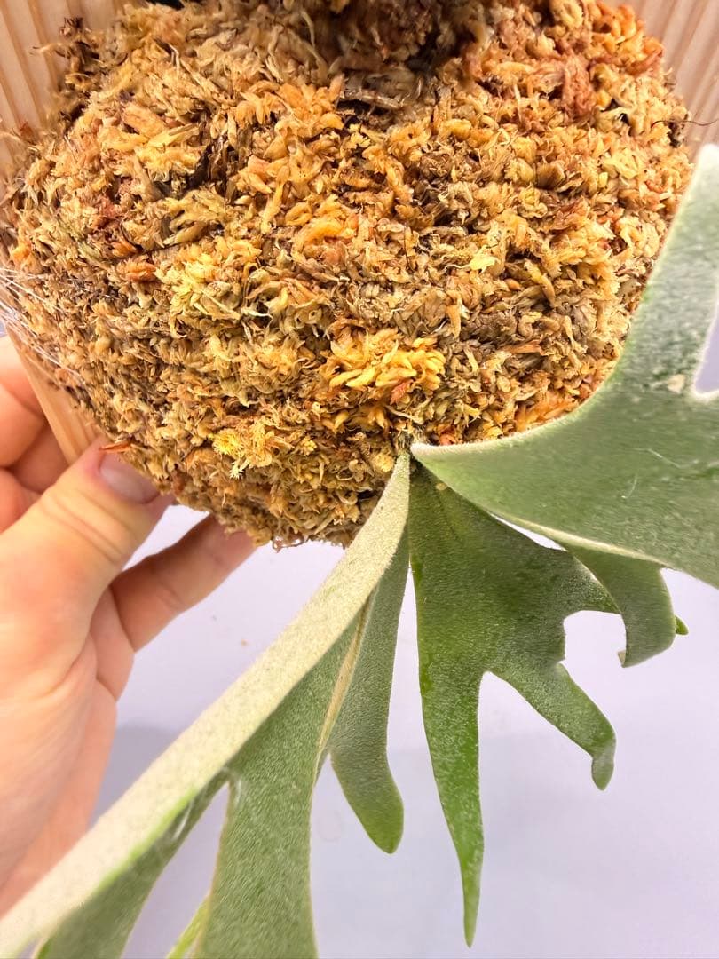 極大サイズ ビカクシダP.willinckii OMG spore - メルカリ