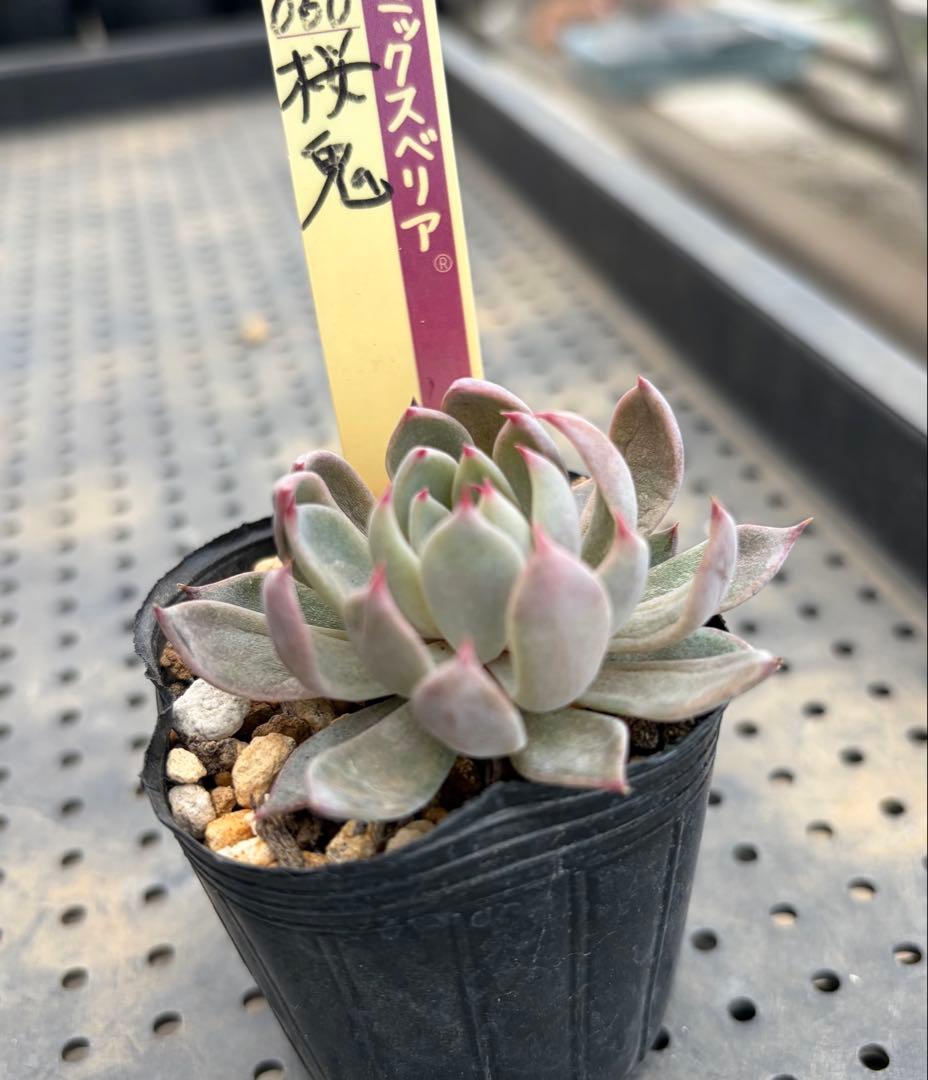 ミックスベリア 青鬼 赤鬼 桜鬼 おらいさん苗 抜き苗セット 多肉植物