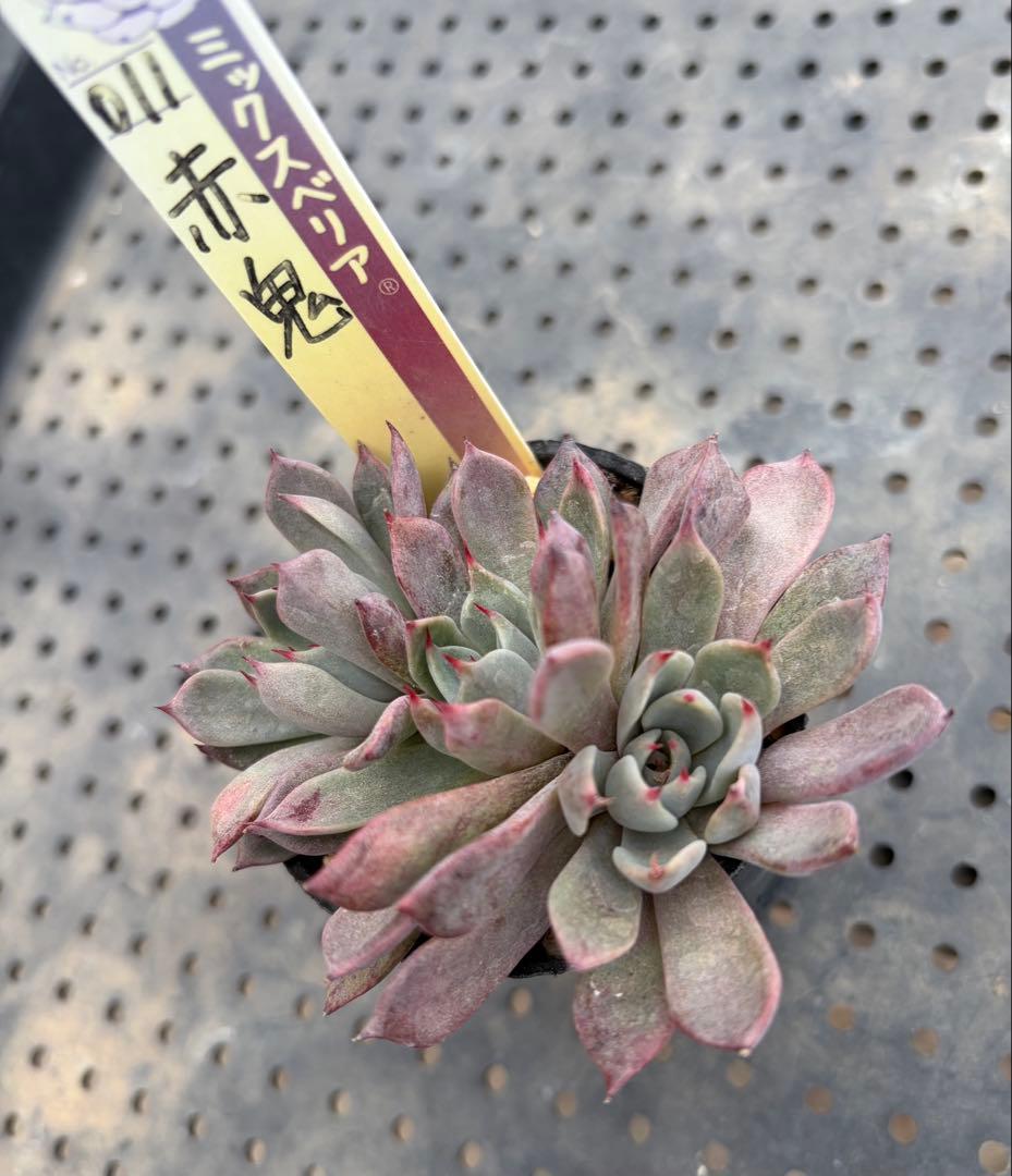 ミックスベリア 青鬼 赤鬼 桜鬼 おらいさん苗 抜き苗セット 多肉植物