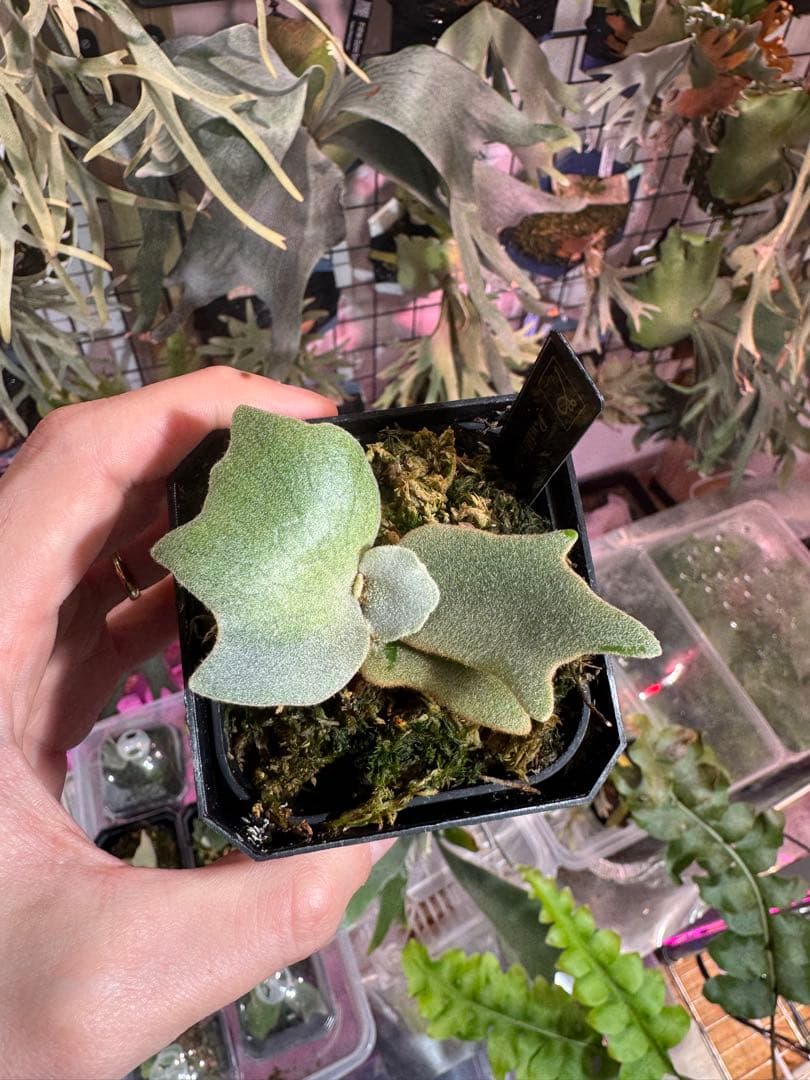 タ*カ様 エルブス　ウィリンキー　ビカクシダ　子株