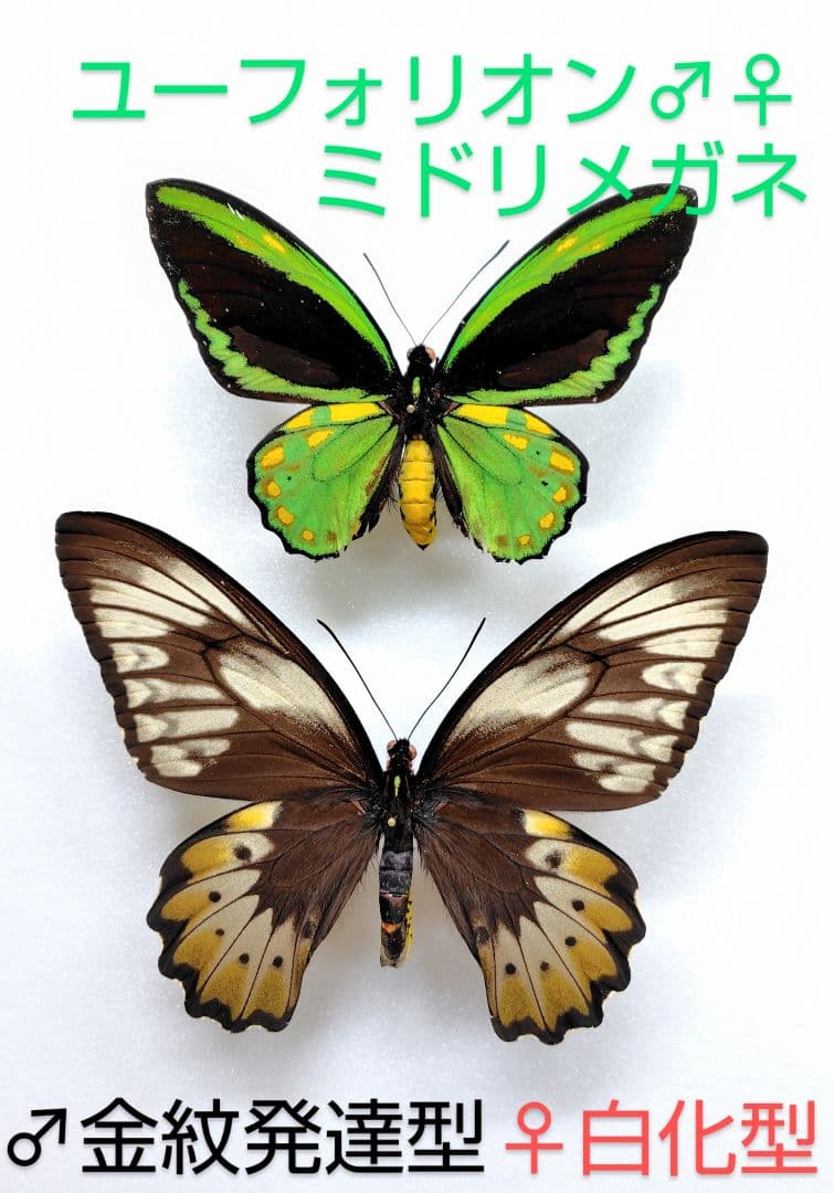 ユーフォリオン ミドリメガネトリバネアゲハ♂金紋発達型♀白化型 異常型ペア標本 058-***** | トリバネアゲハデジタル大図鑑（大屋崇コレクション）