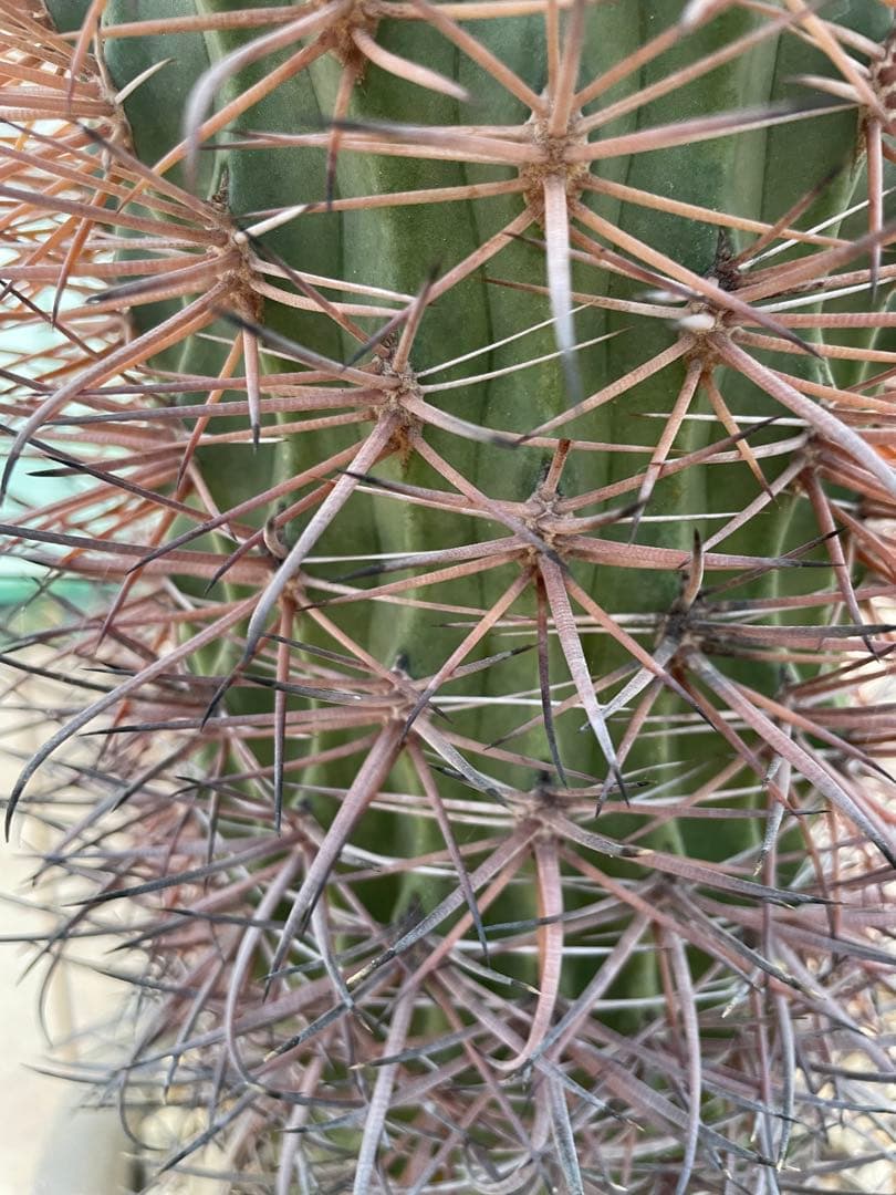 サボテン フェロカクタス 貴重 赤棘金冠竜 ハイブリッド 古株 巨大株