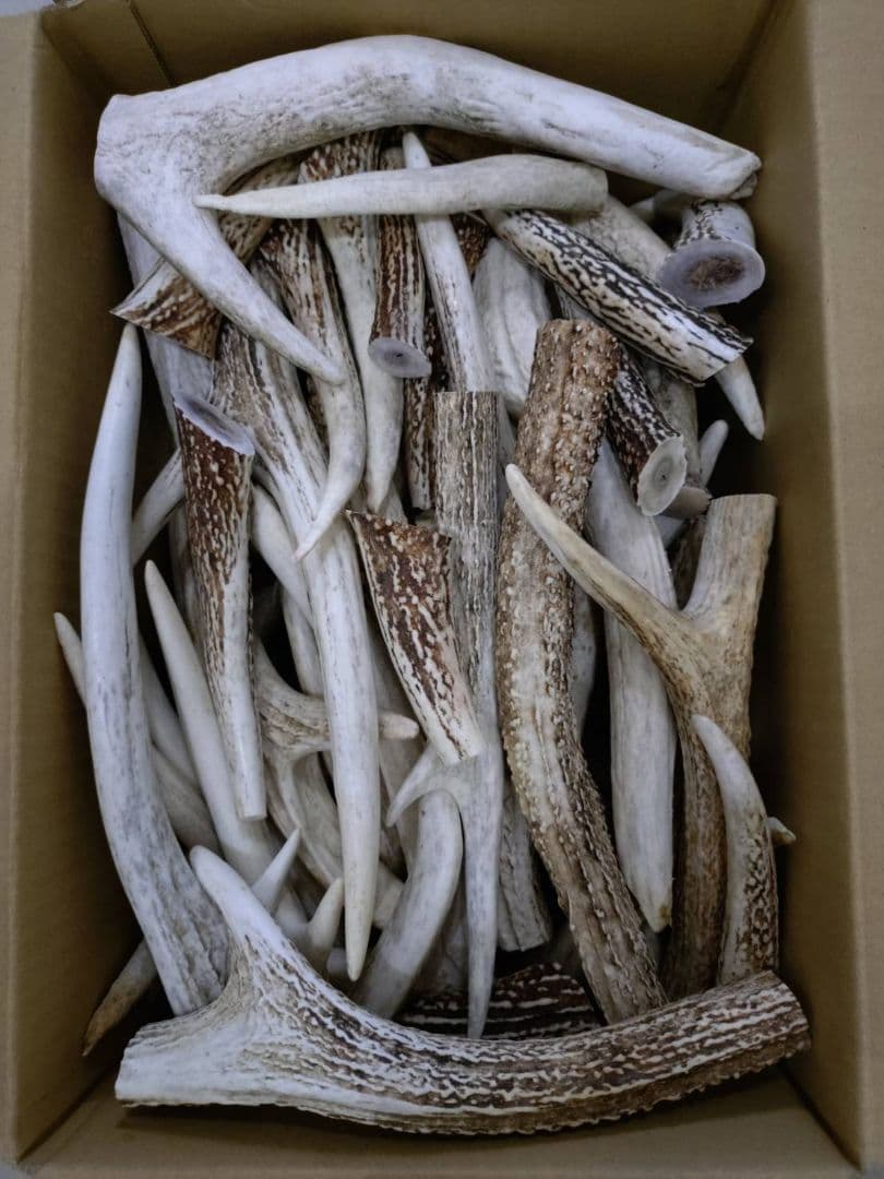 鹿の角詰め合わせ