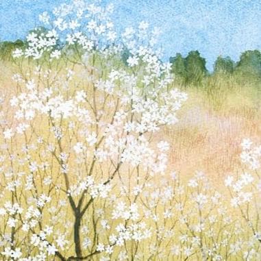 絵画「早春～ こぶしの咲くころ」 水彩画 - メルカリ