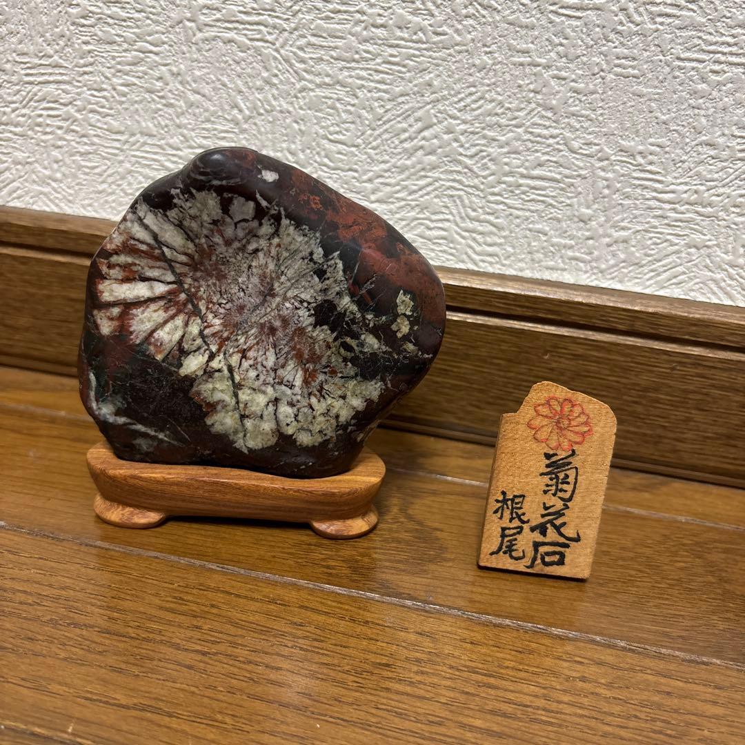 菊花石 岐阜根尾産