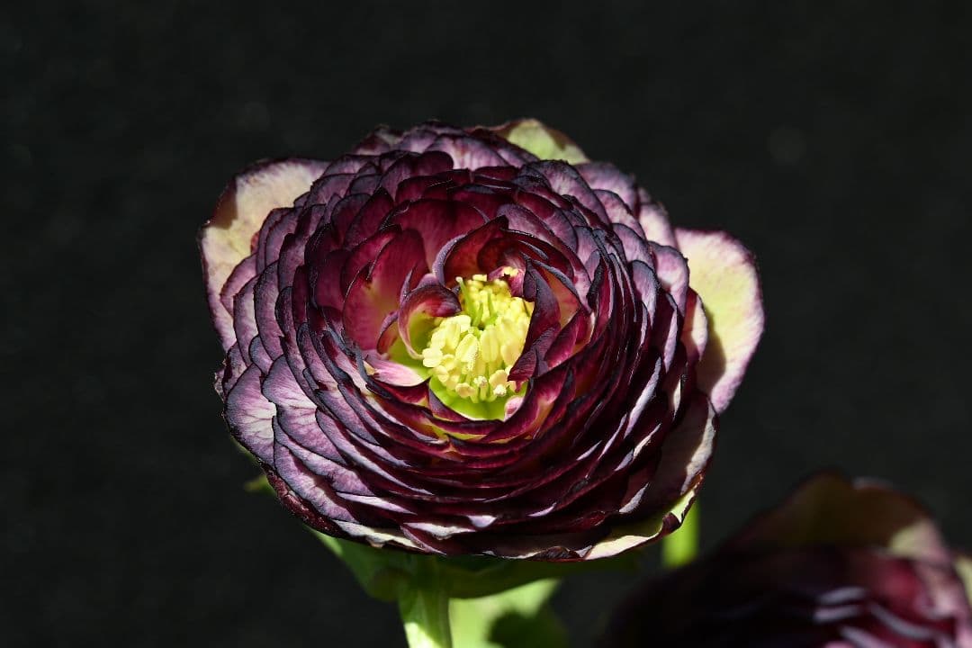 クリスマスローズ　最高級！アンティークアフロディーテ　加藤農園