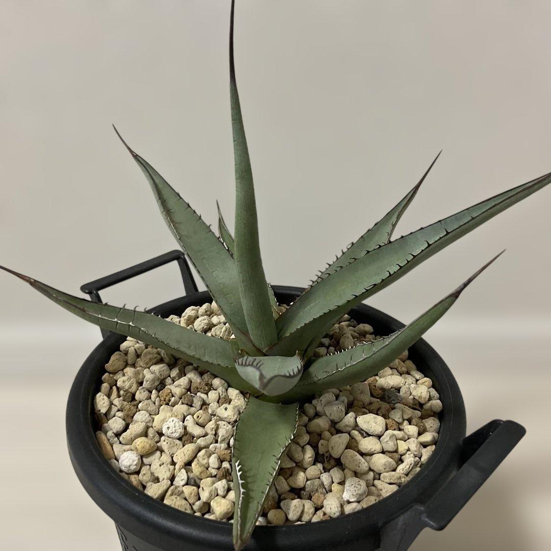 アガベ パリー ネオメキシカーナ - メルカリ