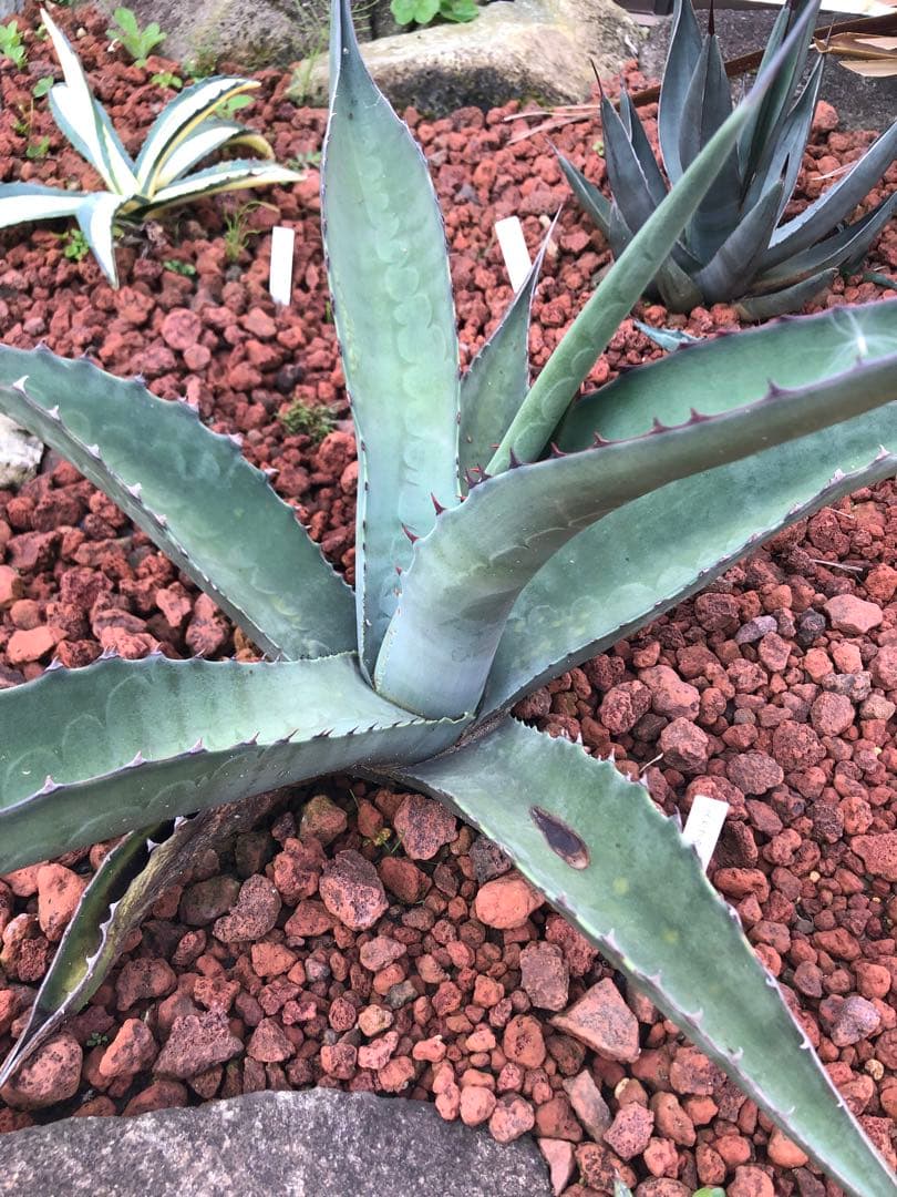 アガベ スカブラ アスペリーマ 子株 ウォーターマーク 連棘 カキコ 地