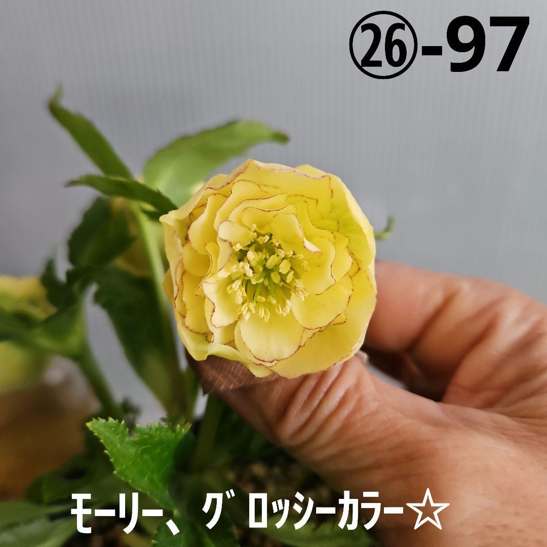 チャッピ様ご購入苗㉖-97クリスマスローズ お買い得一点物咲き進み株】加藤農園 クリスマスローズ グロッシー