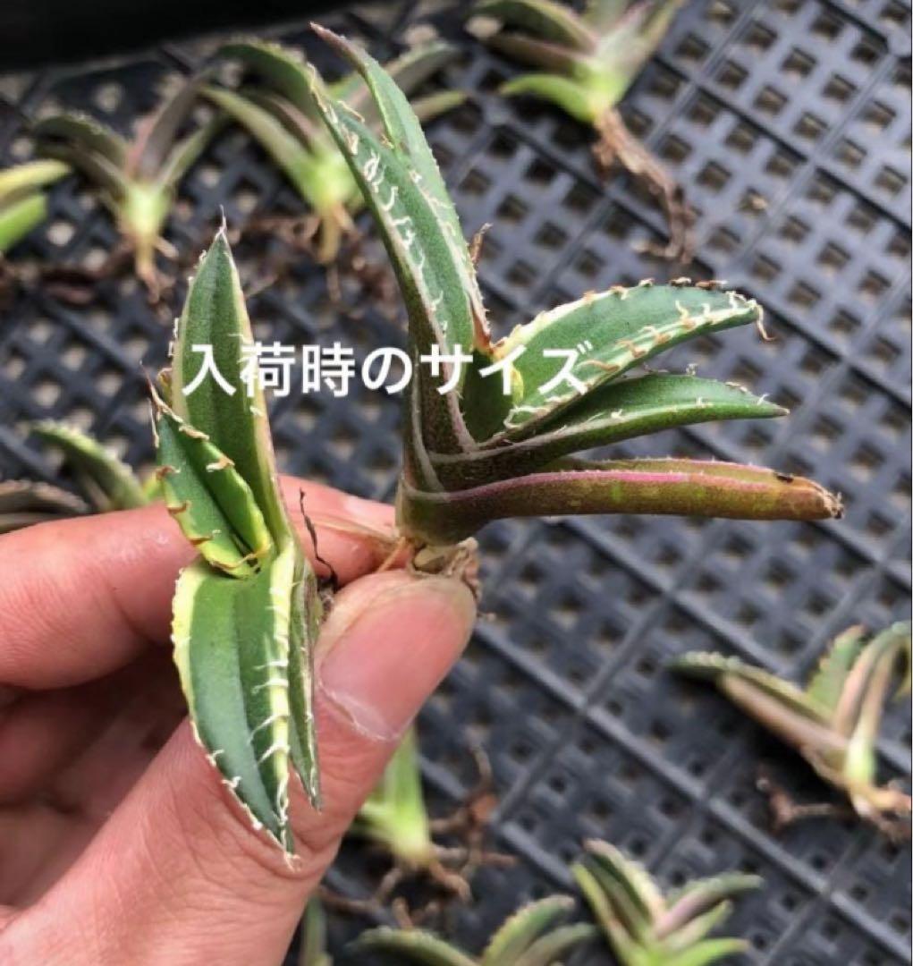 初売りオークション】114 選抜 アガベ シーザー錦 白覆輪 TC