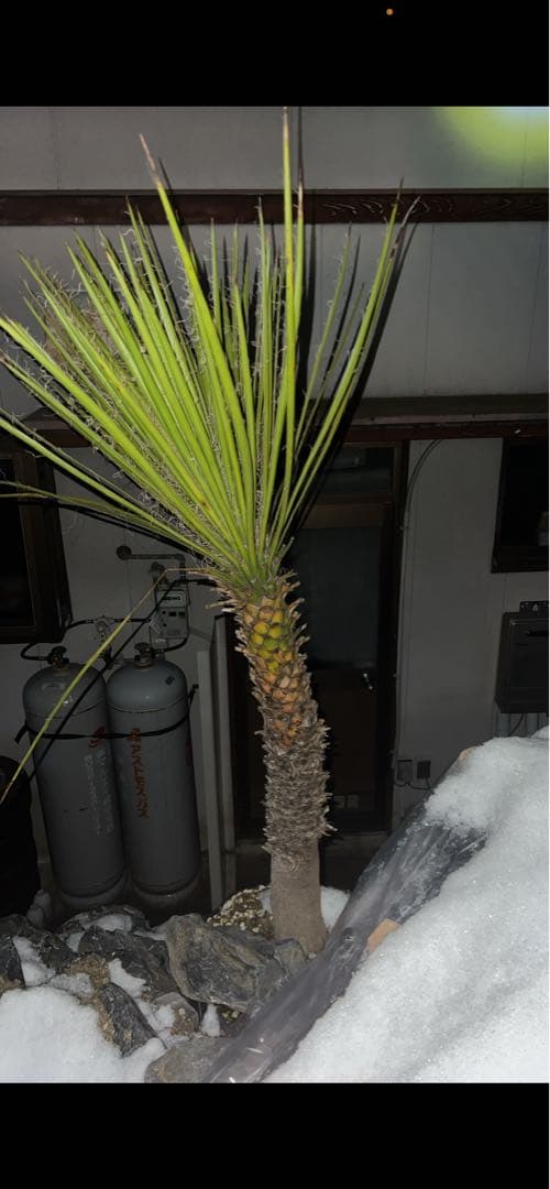 ユッカ　ペリクローサ　希少種