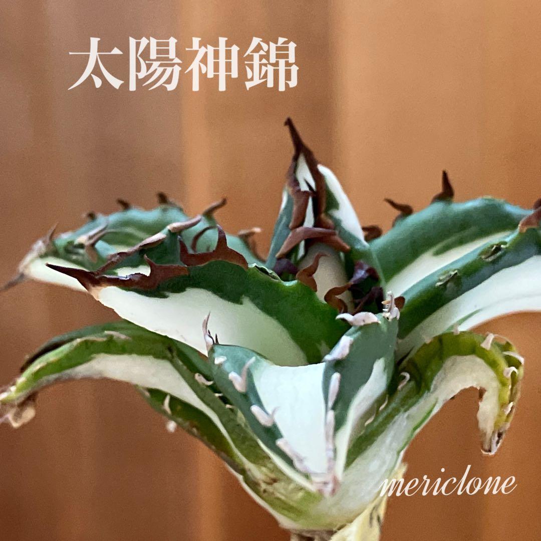 t*4様 【初売りオークション】93 選抜　強棘　アガベ　太陽神錦　白中斑　TC