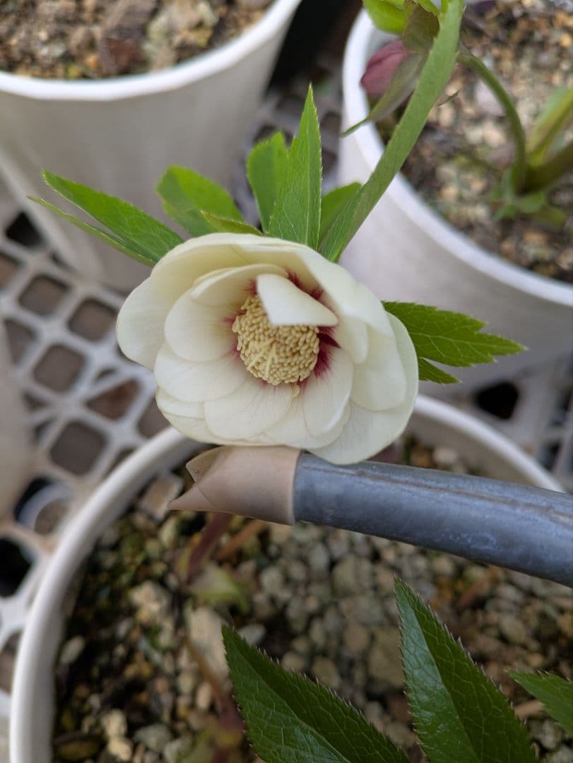 クリスマスローズ ダブル ホワイトフラッシュ 株分け苗 〈加藤農園