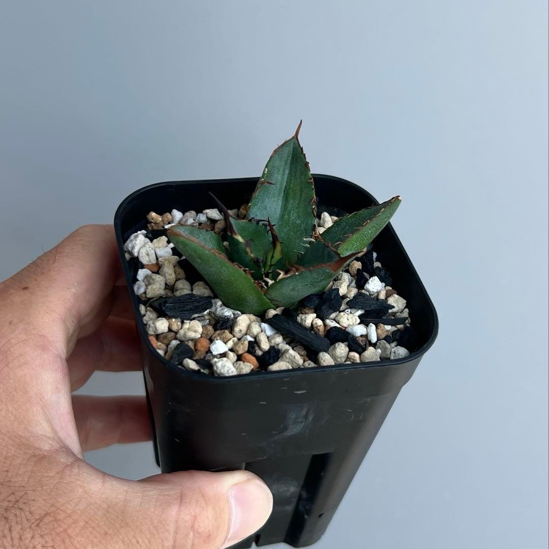 オベサ鉄甲③ 実生 2022年頃 播種 良型 フーフォルビアオベサ♀✕鉄甲丸♂