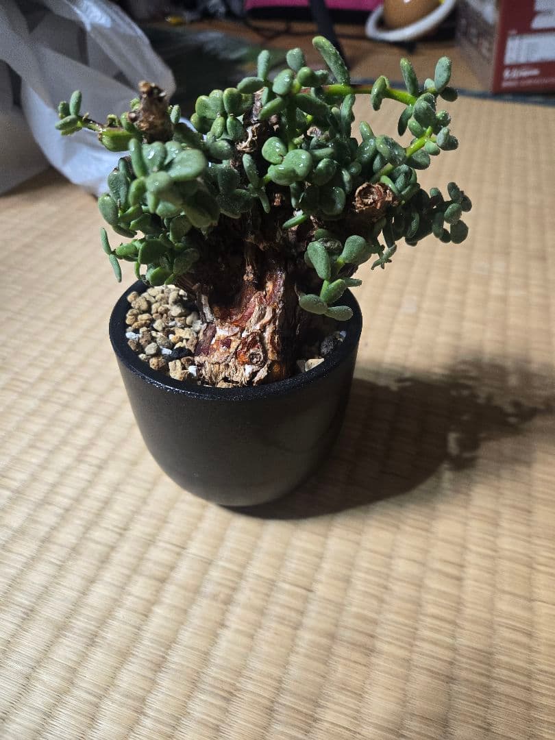 ケラリア ピグマエア 発根済 現地株 現地球 美形 コーデックス 塊根