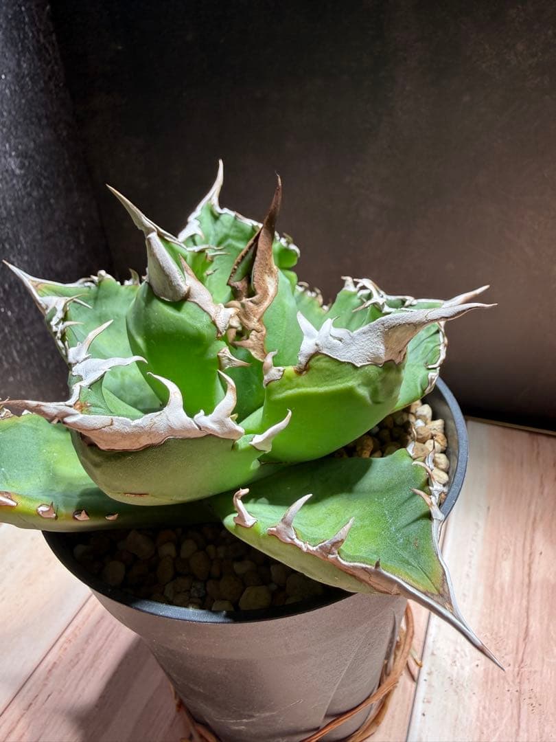 アガベ [チタノタ 白鮫 White Shark]｜匿名配送・鉢ごと発送・希少株