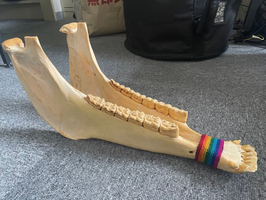 キハーダ ロバの下顎