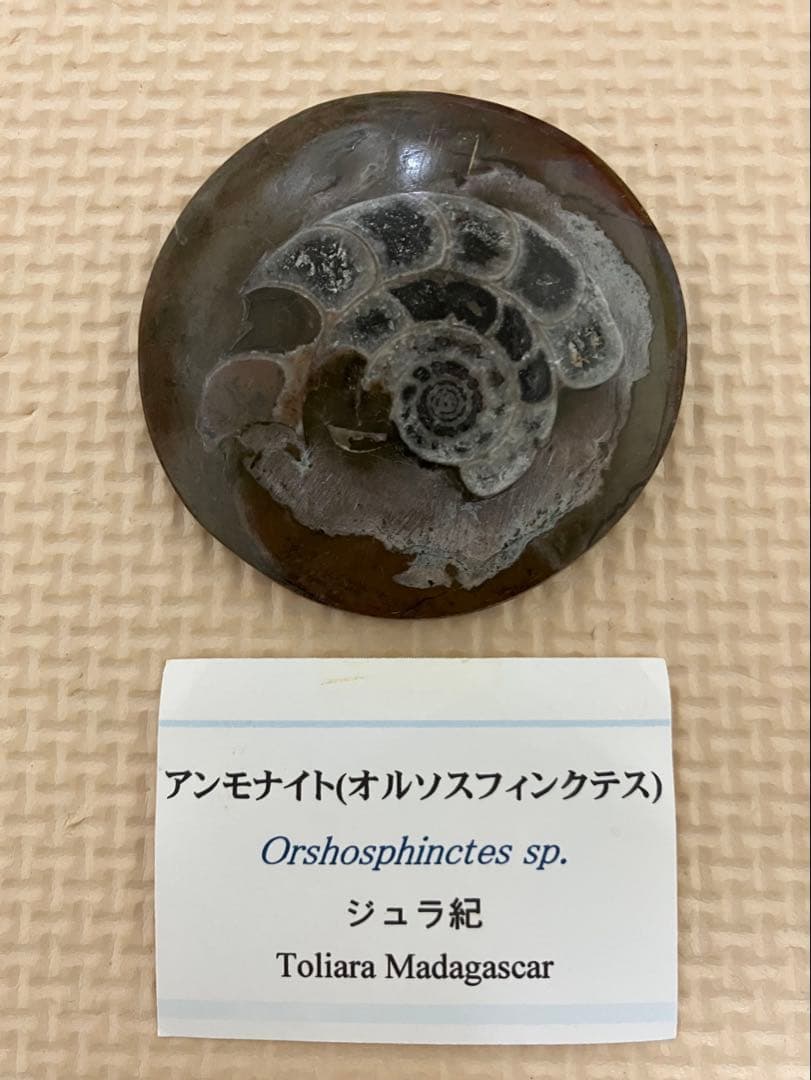 アンモナイト化石 マダガスカル産　ジュラ紀 Amazon | つくしサイエンス アンモナイト化石 オルソスフィンクテス