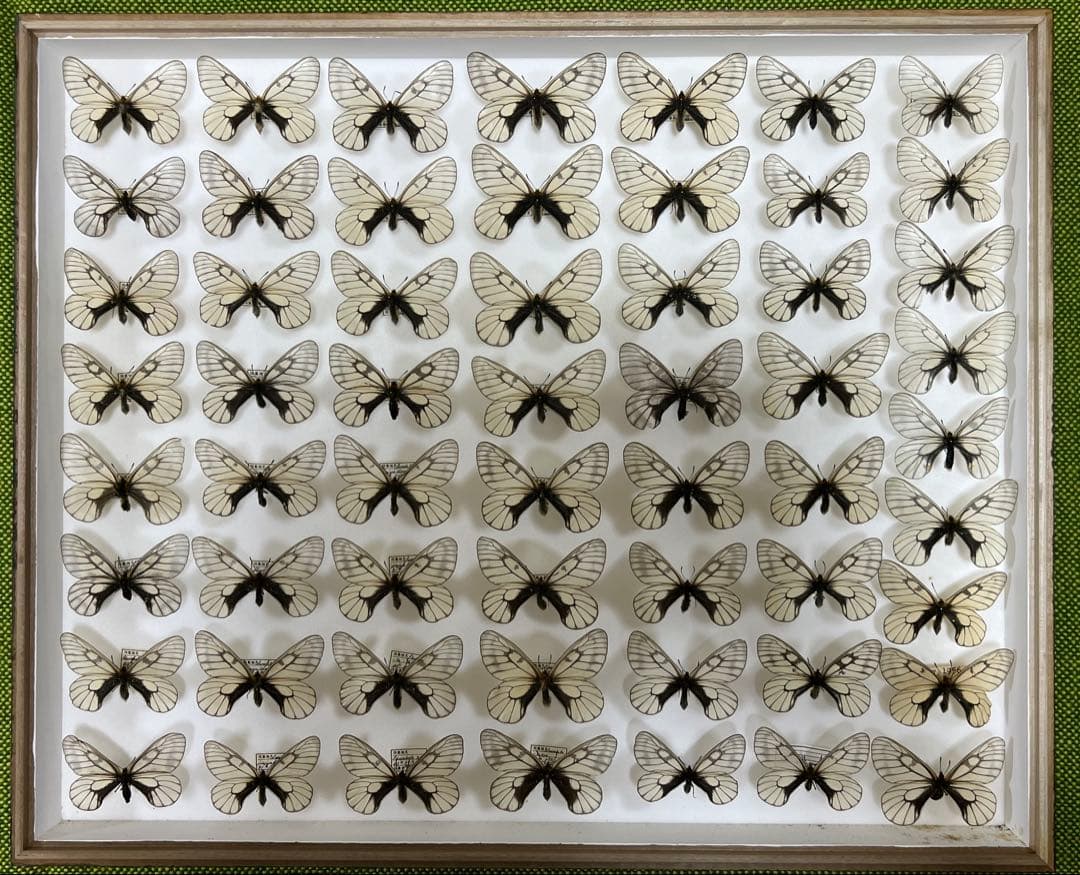 蝶標本希少ウスドイツガラス木箱現状品41x50x6cm写真がご確認してください