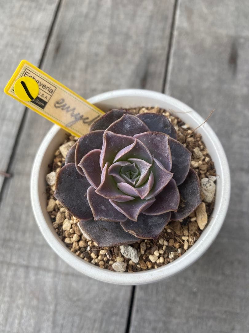 ① 希少丸葉タイプ　エリキュラミス エリキュラミス】の紹介ページ｜E-TANIKU（イータニク）