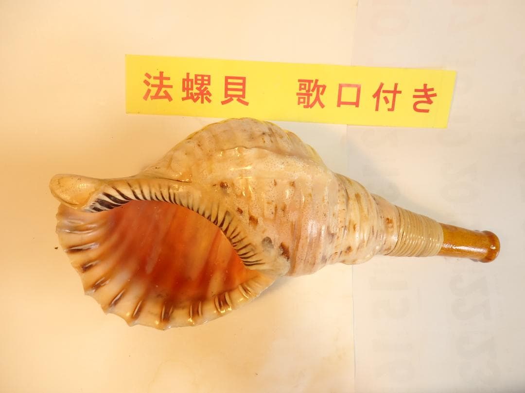 法螺貝 約34㎝ 木製歌口,新品 MH-463