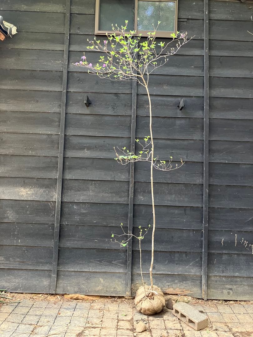 20 山採り ミツバツツジ