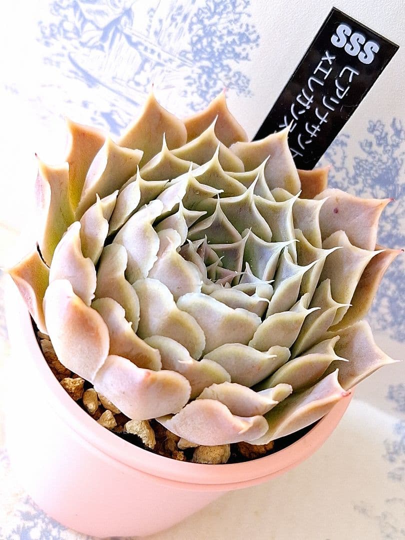 ヒアリナサントドミンゴ×エレガンスラパス札付きポットごとメルカリ便SSSさん苗 エレガンスラパス×中里リンゼアナ札付きポットごとルイパパさん苗