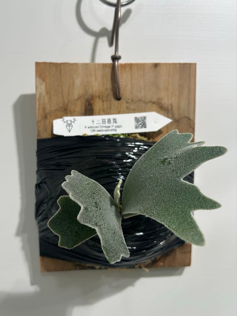 ビカクシダ P. willinckil'Omega P. gqgq