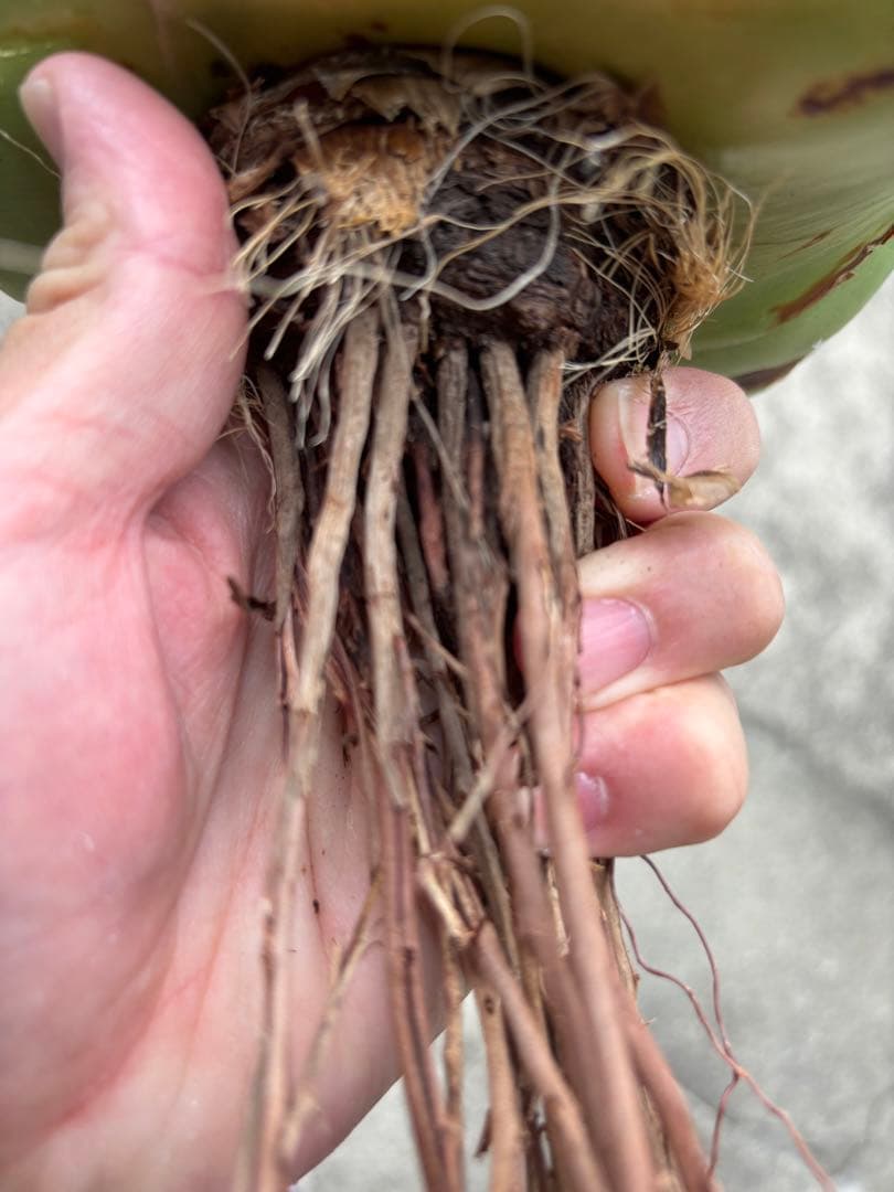 アガベ パリーハイブリッド 検索 吉祥天 リップルエフェクト オリザバ