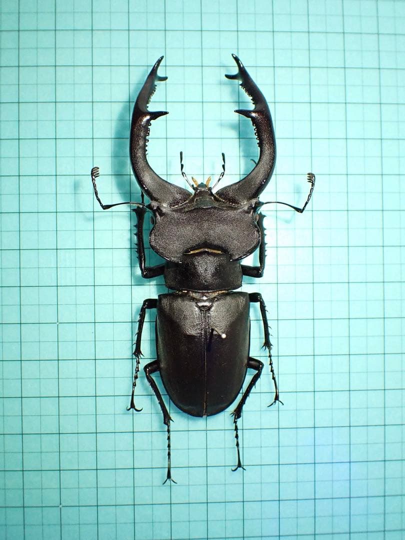 【標本】ユダイクスミヤマクワガタ　トルコ産　91.8ミリ　飼育品 NESiA ONLINE SHOP / 【成虫ペア】ユダイクスミヤマクワガタ