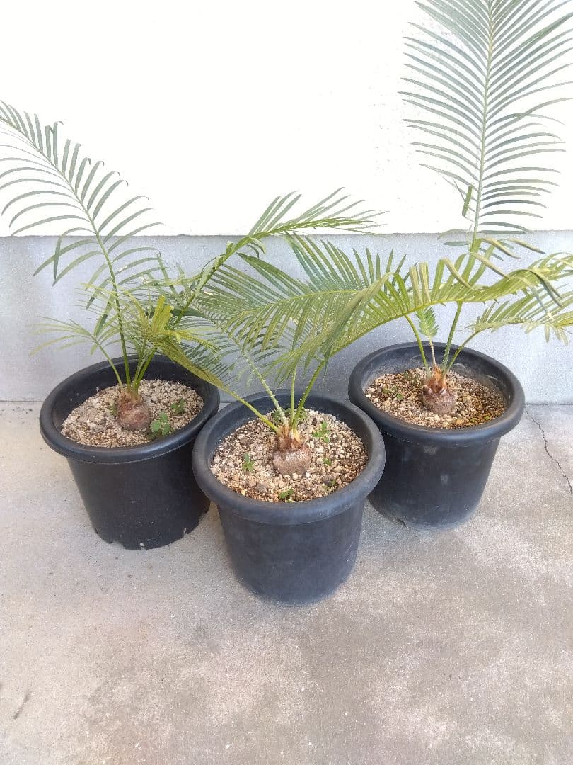 サイカス　タイシルバー　大株2株セット