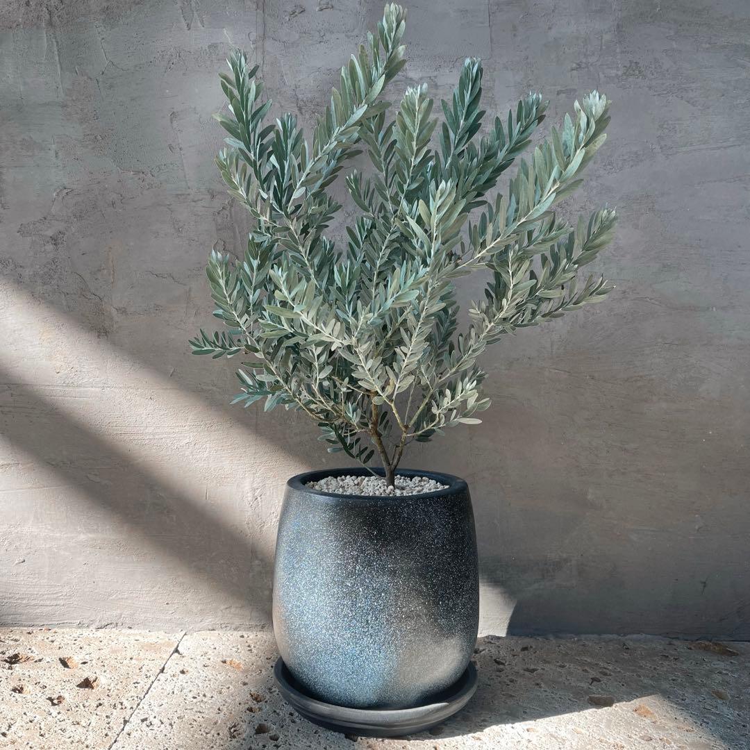 アカシア　ブルーブッシュ　シルバーリーフ　バルーン陶器鉢　植え込み発送