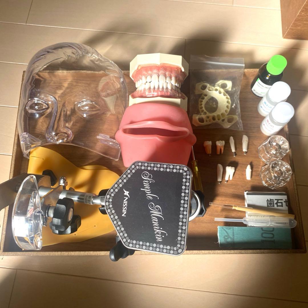 顎模型　人工歯石　セット売り　歯科 SRP実習用顎模型 [P15FE-500HPRO-S2B1-GSD]｜株式会社ニッシン｜歯科