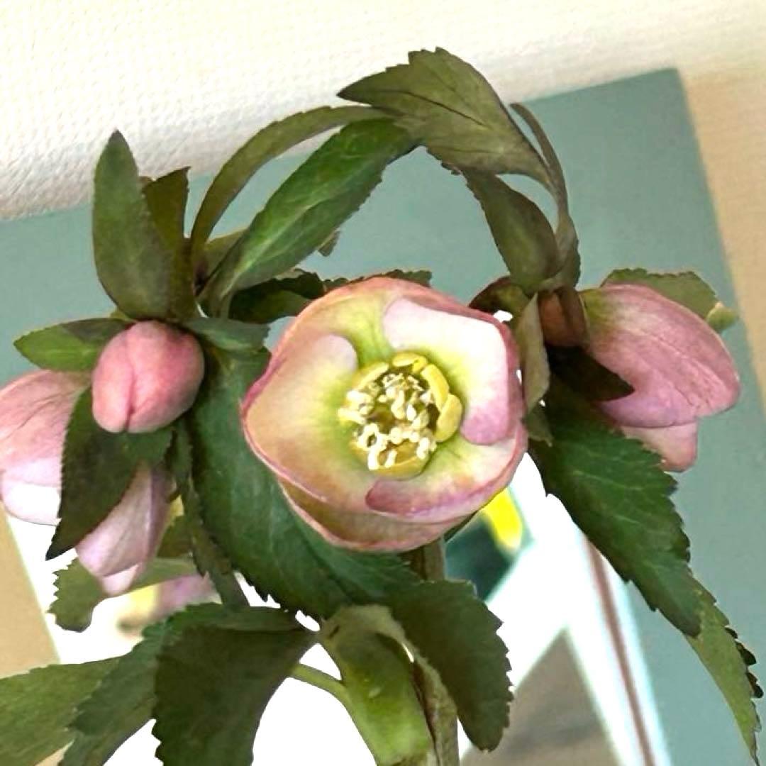 横山園芸】クリスマスローズ ベビードール 《2/21》 - メルカリ