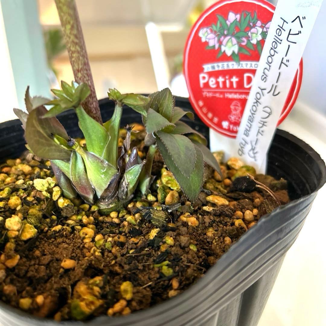 横山園芸】クリスマスローズ ベビードール 《2/21》 - メルカリ