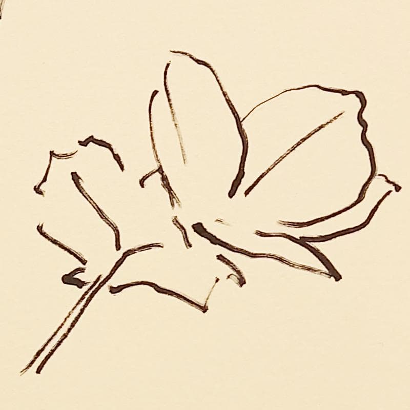 ☆坂本直行☆「 しらねあおい（庭の桜満開の日に）」ペン画！