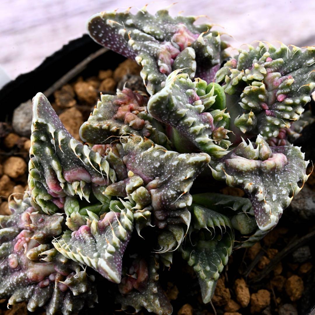 紅蓮地獄 ハイブリッド フォーカリア 多肉植物 1293 - メルカリ