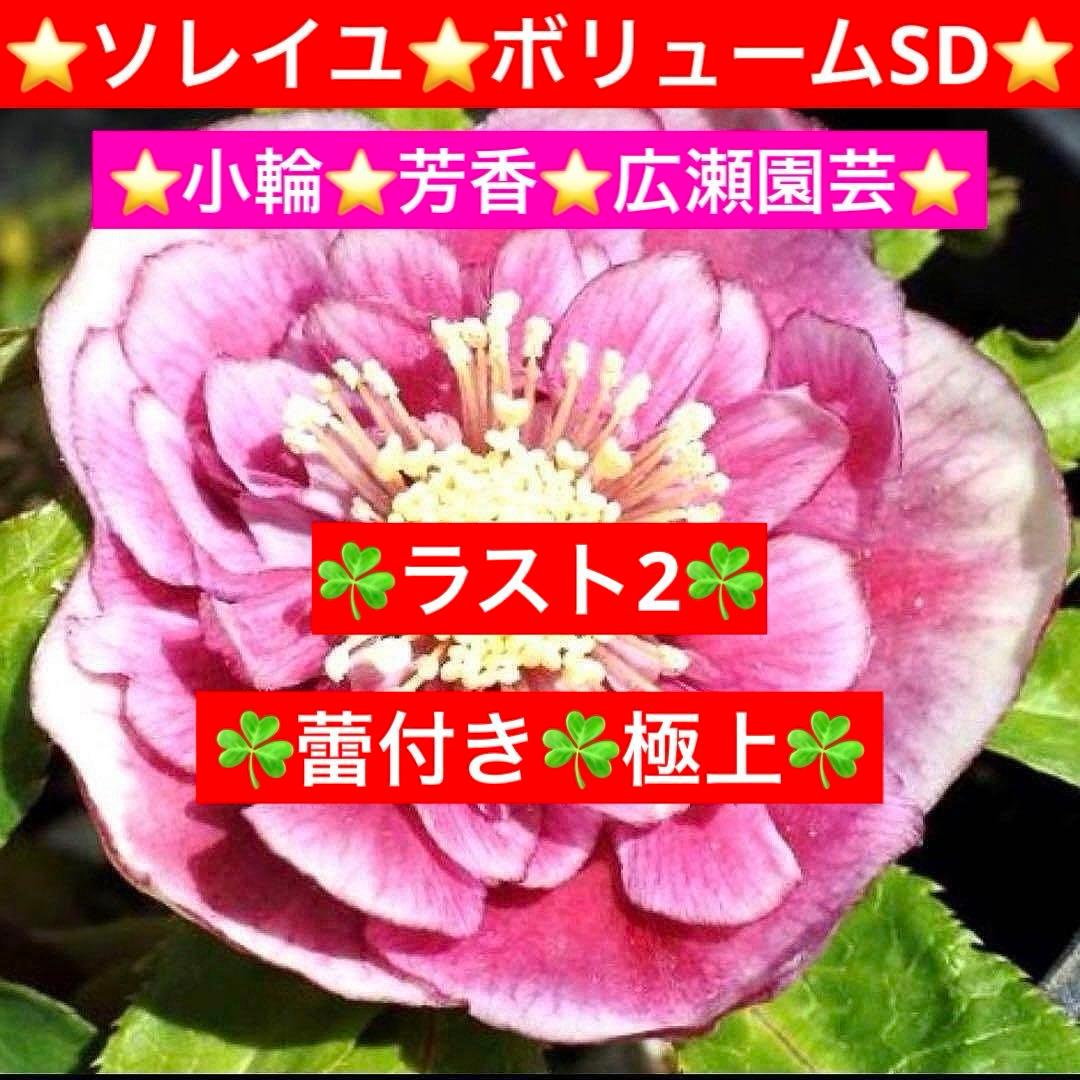 衛*様 3408☘️ラスト2☘️蕾付き☘️極上☘️⭐️ソレイユ⭐️ボリュームSD