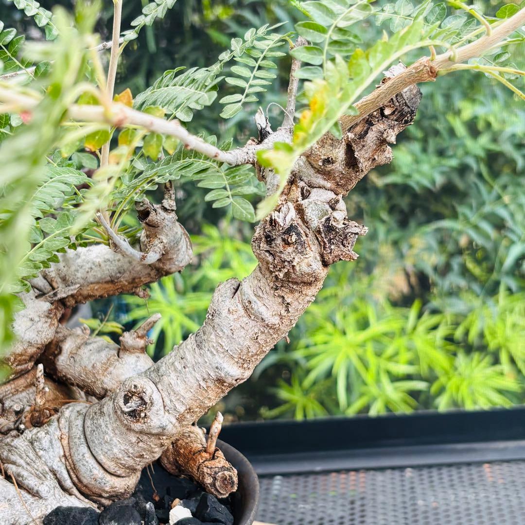 短期間限定超特価！ 低重心 大株 ボスウェリア ネグレクタ 現地球 船串篤司