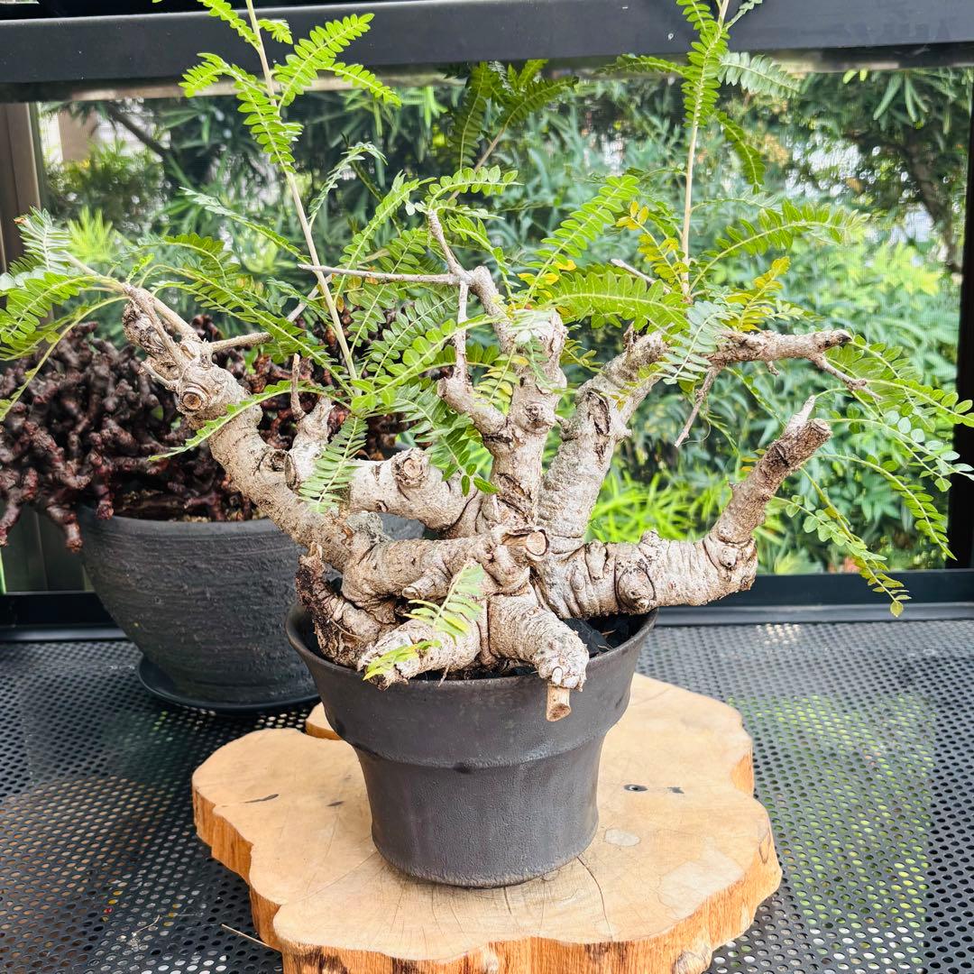 短期間限定超特価！ 低重心 大株 ボスウェリア ネグレクタ 現地球 船串篤司