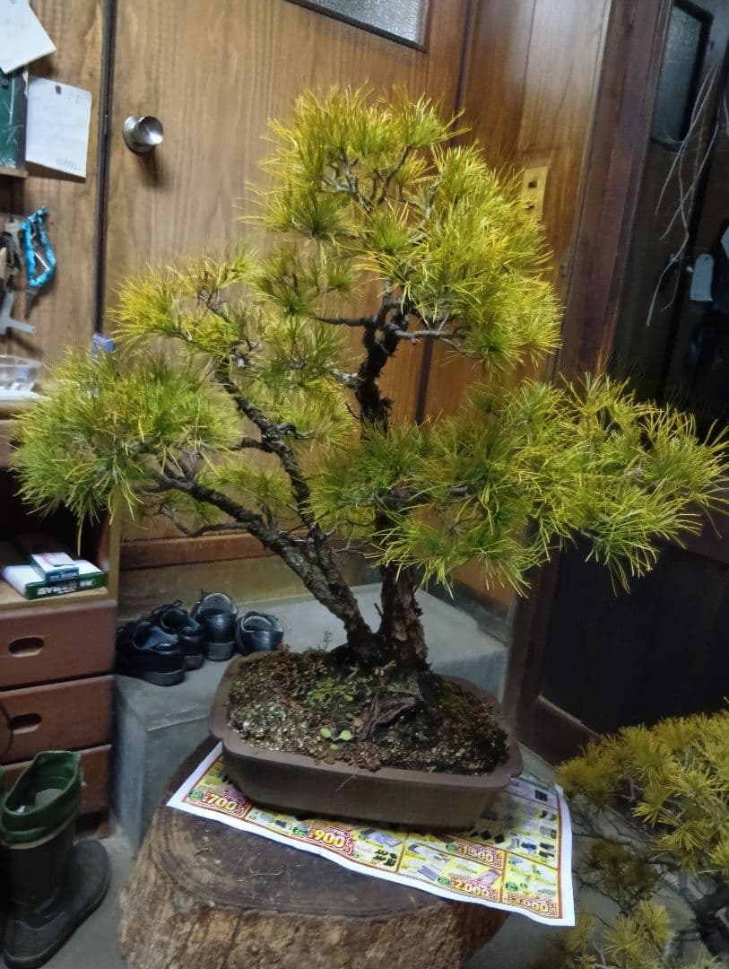 五葉松（かなり年数持ち込み古い）② 楽天市場】盆栽 五葉松 はじめての4点道具セット 樹齢7年 松 高松盆栽