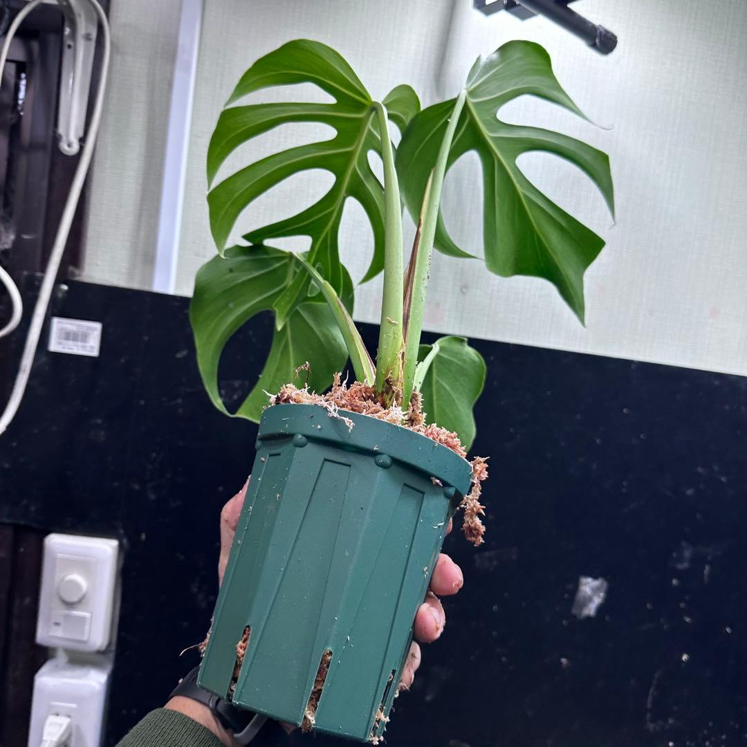 モンステラデリシオーサシエラナオアハカ増殖株大株美葉個体レア