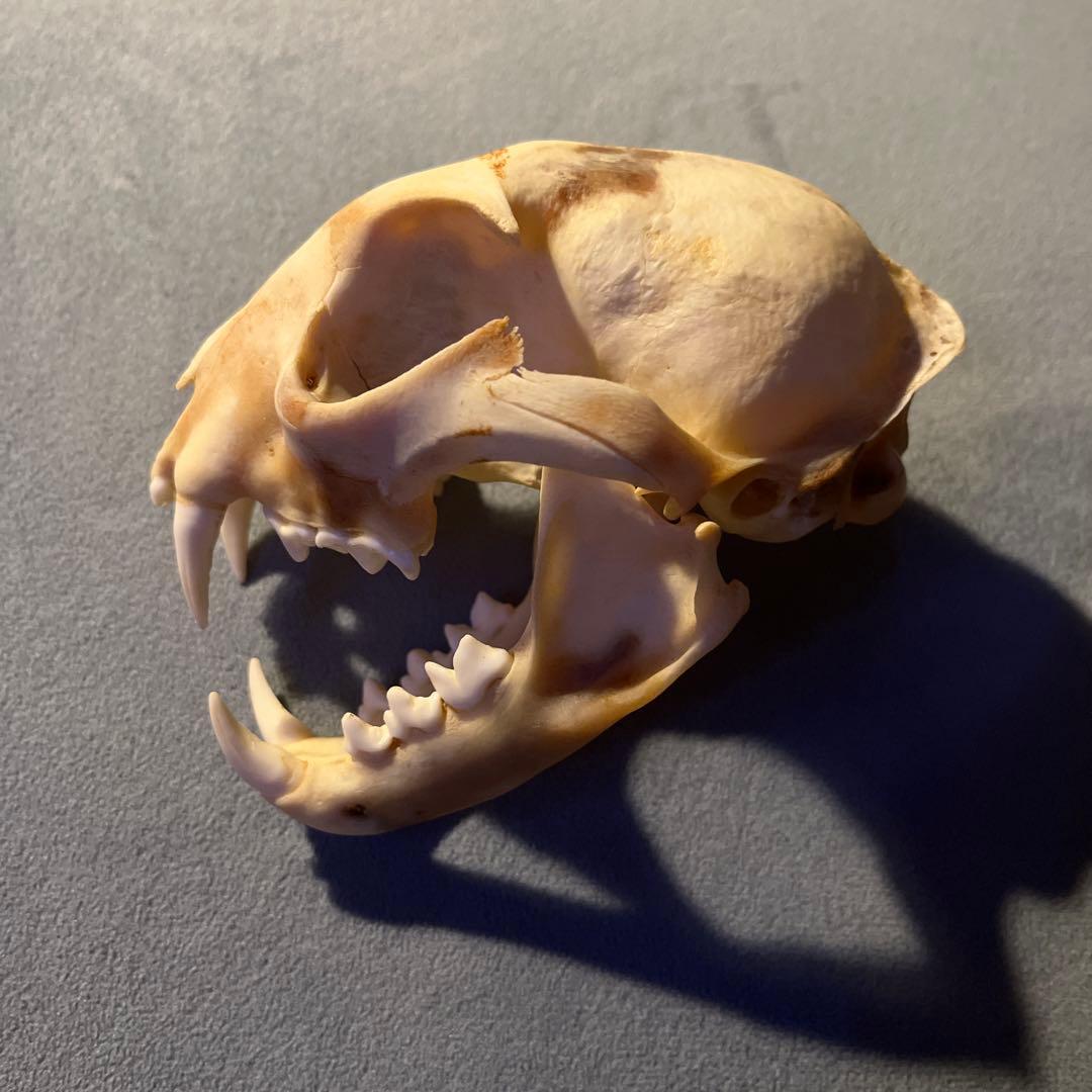 ボブキャット 頭骨 標本 骨格