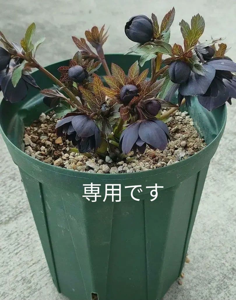 クリスマスローズ　超充実株　＆　大木ナーサリー4号鉢